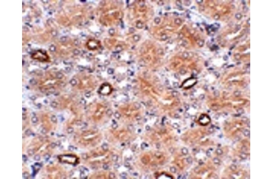 Immunohistochemistry - NOTUM Antibody from Signalway Antibody (24943) - Antibodies.com
