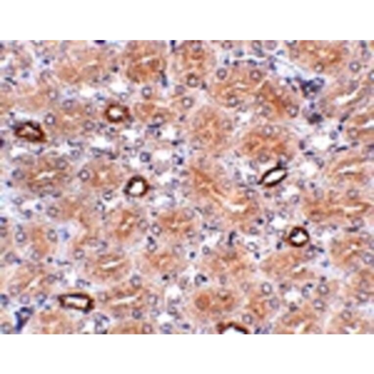 Immunohistochemistry - NOTUM Antibody from Signalway Antibody (24943) - Antibodies.com