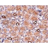 Immunohistochemistry - NOTUM Antibody from Signalway Antibody (24943) - Antibodies.com