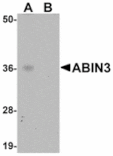 Western blot - ABIN3 Antibody from Signalway Antibody (24948) - Antibodies.com