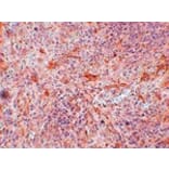 Immunohistochemistry - ABIN3 Antibody from Signalway Antibody (24948) - Antibodies.com