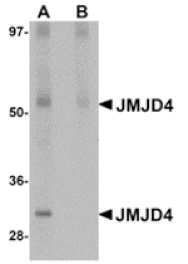 Western blot - JMJD4 Antibody from Signalway Antibody (24960) - Antibodies.com