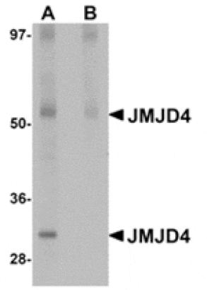 Western blot - JMJD4 Antibody from Signalway Antibody (24960) - Antibodies.com