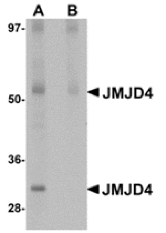 Western blot - JMJD4 Antibody from Signalway Antibody (24960) - Antibodies.com