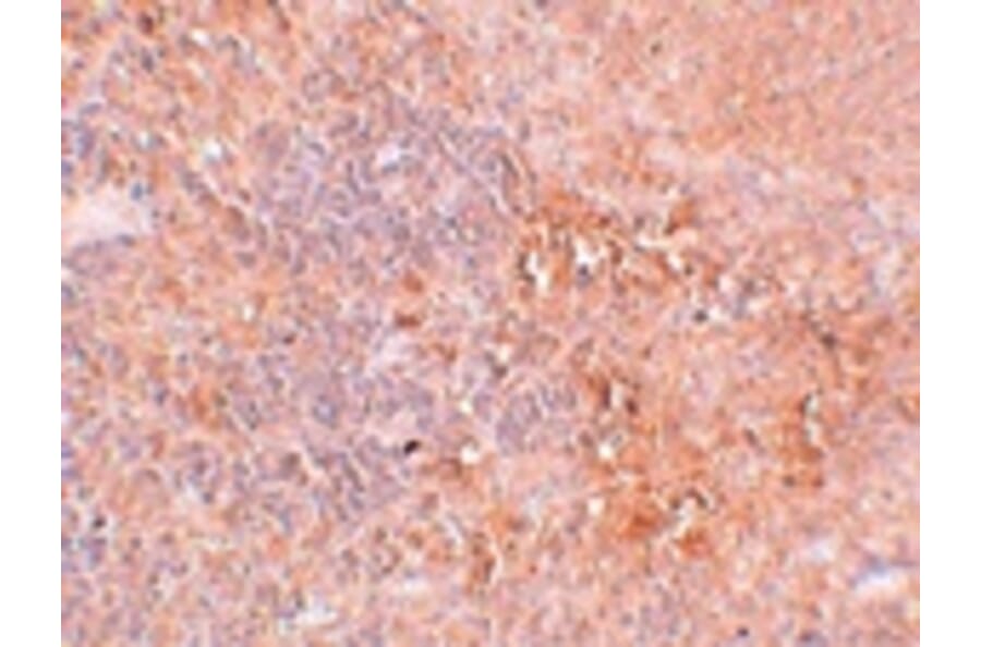 Immunohistochemistry - JMJD4 Antibody from Signalway Antibody (24960) - Antibodies.com