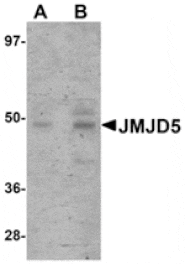 Western blot - JMJD5 Antibody from Signalway Antibody (24961) - Antibodies.com