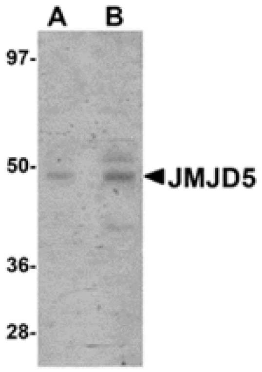 Western blot - JMJD5 Antibody from Signalway Antibody (24961) - Antibodies.com