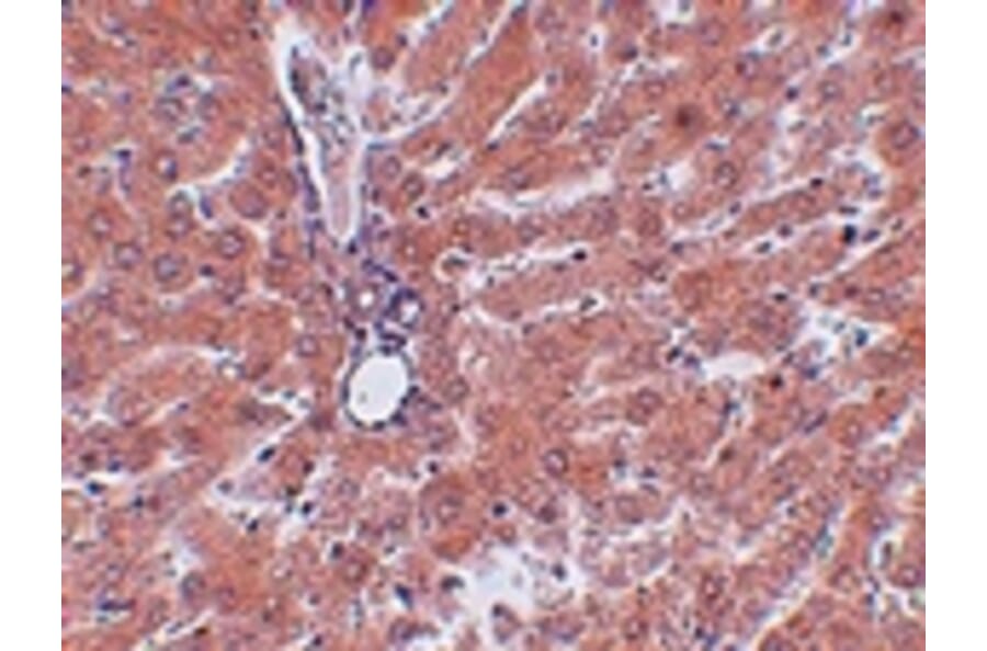 Immunohistochemistry - JMJD5 Antibody from Signalway Antibody (24961) - Antibodies.com