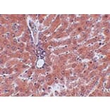 Immunohistochemistry - JMJD5 Antibody from Signalway Antibody (24961) - Antibodies.com