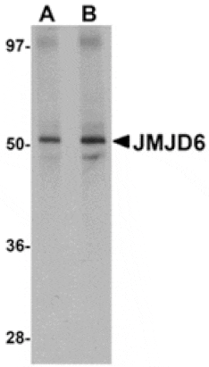 Western blot - JMJD6 Antibody from Signalway Antibody (24962) - Antibodies.com