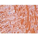 Immunohistochemistry - JMJD6 Antibody from Signalway Antibody (24962) - Antibodies.com