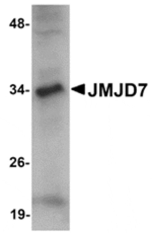 Western blot - JMJD7 Antibody from Signalway Antibody (24963) - Antibodies.com