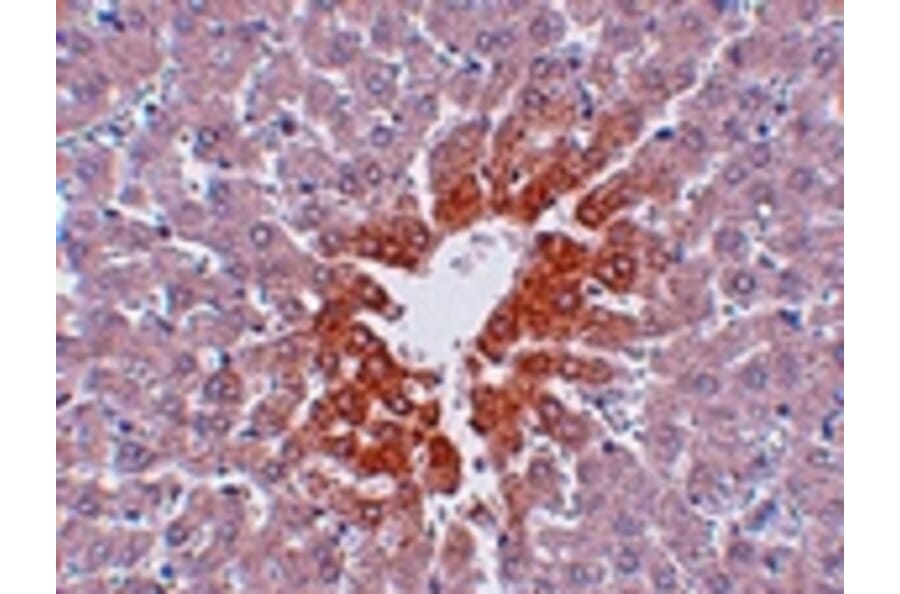 Immunohistochemistry - JMJD7 Antibody from Signalway Antibody (24963) - Antibodies.com