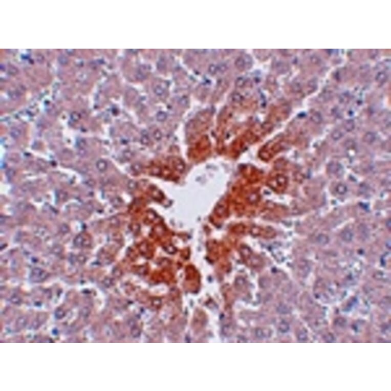 Immunohistochemistry - JMJD7 Antibody from Signalway Antibody (24963) - Antibodies.com