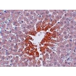 Immunohistochemistry - JMJD7 Antibody from Signalway Antibody (24963) - Antibodies.com