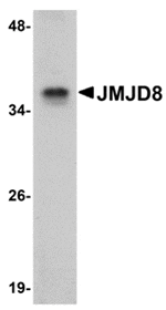 Western blot analysis of JMJD8 in rat kidney tissue lysate with JMJD8 antibody at 1 µg/mL.