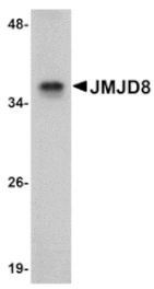 Western blot - JMJD8 Antibody from Signalway Antibody (24964) - Antibodies.com