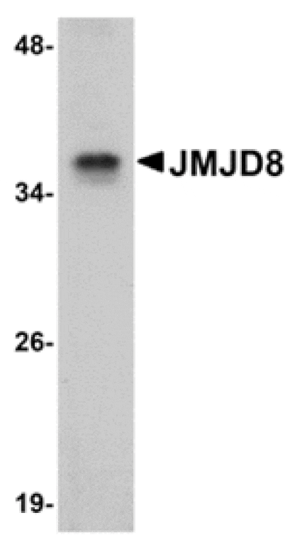 Western blot - JMJD8 Antibody from Signalway Antibody (24964) - Antibodies.com