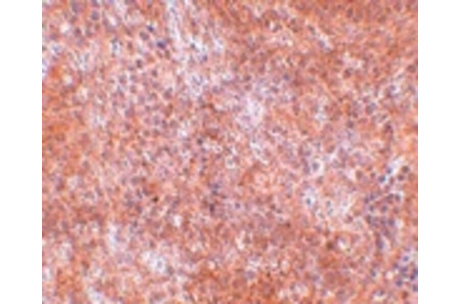 Immunohistochemistry - JMJD8 Antibody from Signalway Antibody (24964) - Antibodies.com