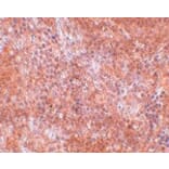 Immunohistochemistry - JMJD8 Antibody from Signalway Antibody (24964) - Antibodies.com