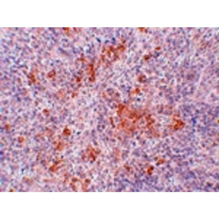 Immunohistochemistry - AGTR1 Antibody from Signalway Antibody (24966) - Antibodies.com