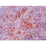 Immunohistochemistry - AGTR1 Antibody from Signalway Antibody (24966) - Antibodies.com