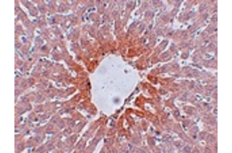 Immunohistochemistry - AGTR2 Antibody from Signalway Antibody (24967) - Antibodies.com