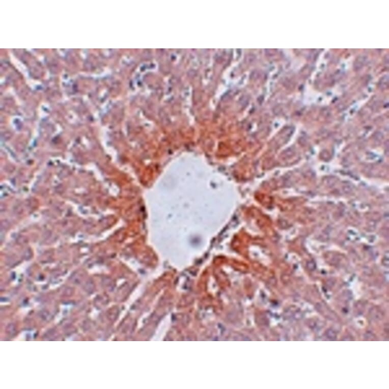 Immunohistochemistry - AGTR2 Antibody from Signalway Antibody (24967) - Antibodies.com