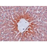 Immunohistochemistry - AGTR2 Antibody from Signalway Antibody (24967) - Antibodies.com