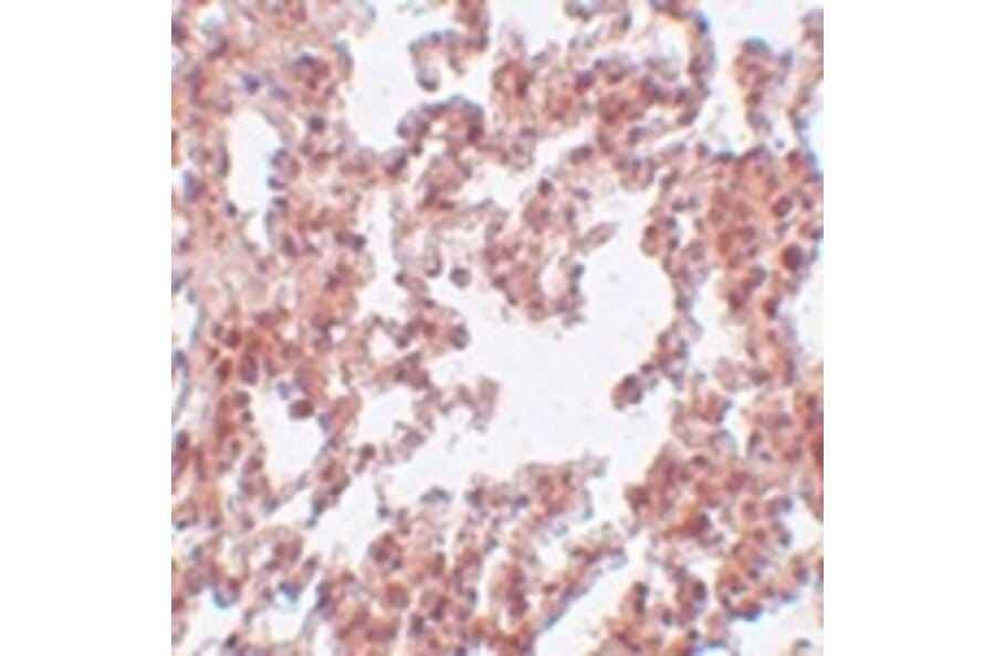 Immunohistochemistry - SRPX2 Antibody from Signalway Antibody (25000) - Antibodies.com