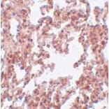 Immunohistochemistry - SRPX2 Antibody from Signalway Antibody (25000) - Antibodies.com