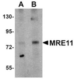 Western blot - MRE11 Antibody from Signalway Antibody (25027) - Antibodies.com