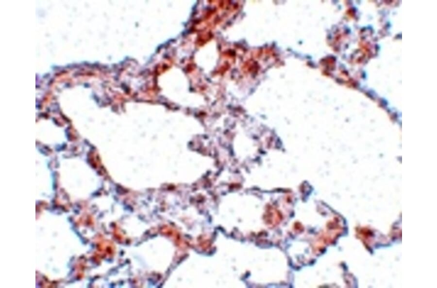 Immunohistochemistry - MRE11 Antibody from Signalway Antibody (25027) - Antibodies.com