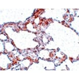 Immunohistochemistry - MRE11 Antibody from Signalway Antibody (25027) - Antibodies.com