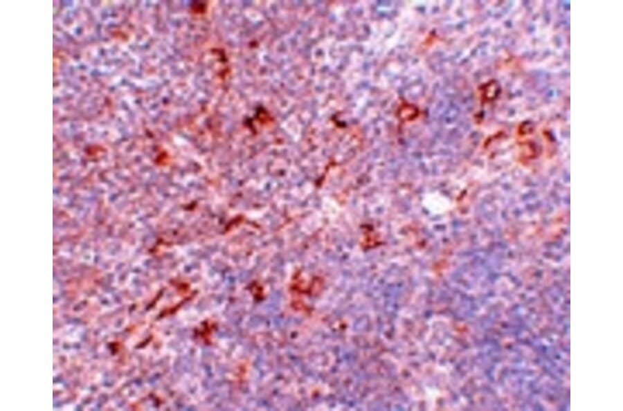 Immunohistochemistry - NAT11 Antibody from Signalway Antibody (25028) - Antibodies.com
