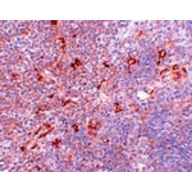 Immunohistochemistry - NAT11 Antibody from Signalway Antibody (25028) - Antibodies.com