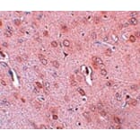 Immunohistochemistry - TRESK Antibody from Signalway Antibody (25031) - Antibodies.com