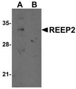 Western blot analysis of REEP2 in mouse lung tissue lysate with REEP2 antibody at 1 µg/mL in (A) the absence and (B) the presence of blocking peptide.