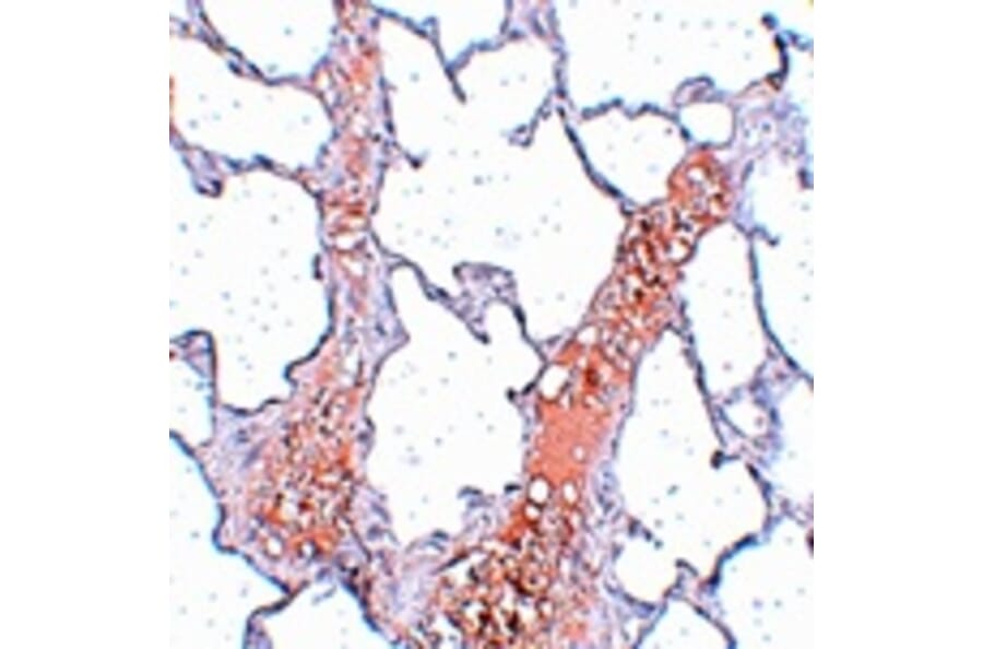 Immunohistochemistry - REEP2 Antibody from Signalway Antibody (25038) - Antibodies.com