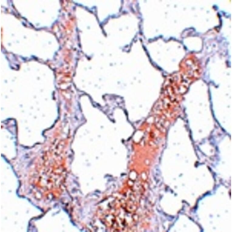 Immunohistochemistry - REEP2 Antibody from Signalway Antibody (25038) - Antibodies.com