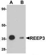 Western blot analysis of REEP3 in rat heart tissue lysate with REEP3 antibody at 1 µg/mL in (A) the absence and (B) the presence of blocking peptide.