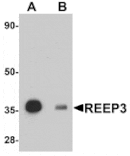 Western blot - REEP3 Antibody from Signalway Antibody (25039) - Antibodies.com