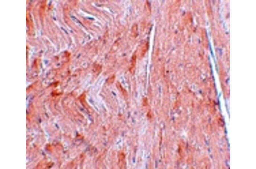 Immunohistochemistry - REEP3 Antibody from Signalway Antibody (25039) - Antibodies.com