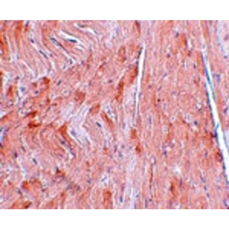 Immunohistochemistry - REEP3 Antibody from Signalway Antibody (25039) - Antibodies.com