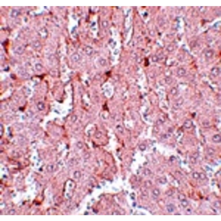 Immunohistochemistry - LXR-A Antibody from Signalway Antibody (25041) - Antibodies.com