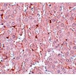 Immunohistochemistry - LXR-A Antibody from Signalway Antibody (25041) - Antibodies.com