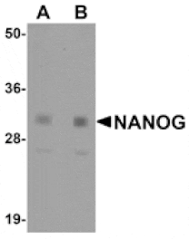 Western blot - NANOG Antibody from Signalway Antibody (25045) - Antibodies.com