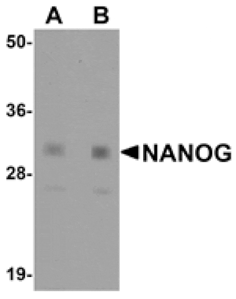 Western blot - NANOG Antibody from Signalway Antibody (25045) - Antibodies.com