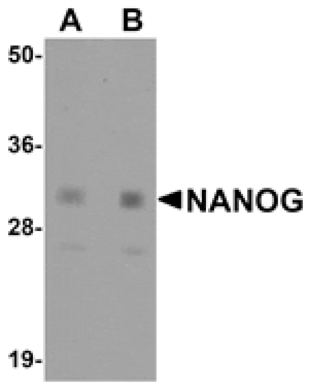 Western blot - NANOG Antibody from Signalway Antibody (25045) - Antibodies.com