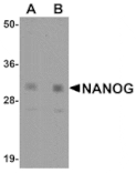 Western blot - NANOG Antibody from Signalway Antibody (25045) - Antibodies.com